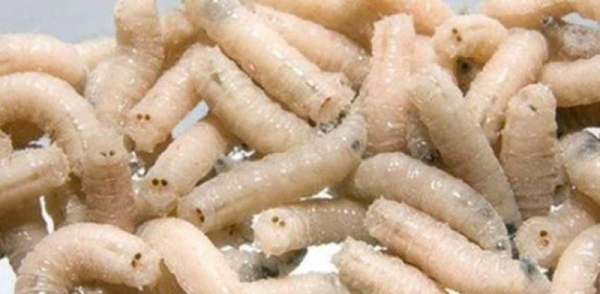 ТОП 8 лучших приманок для ловли карпа